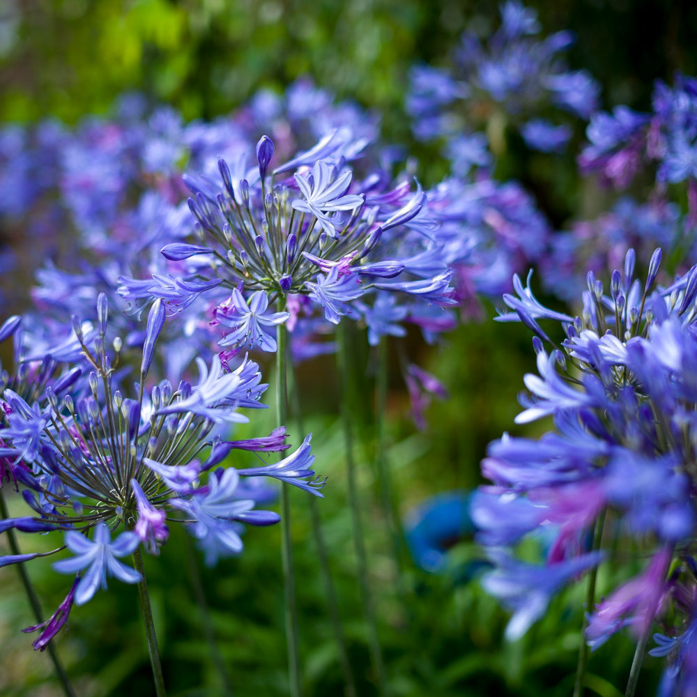 Agapanthus