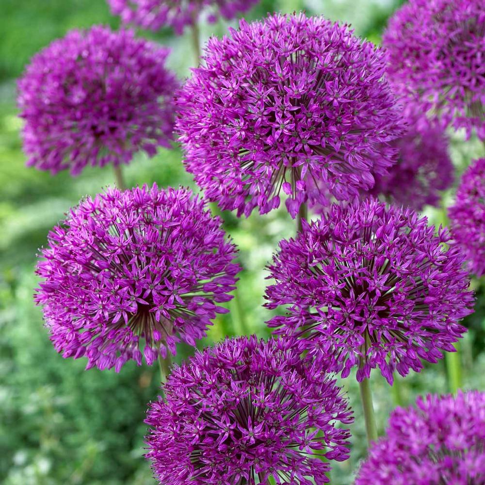 Allium