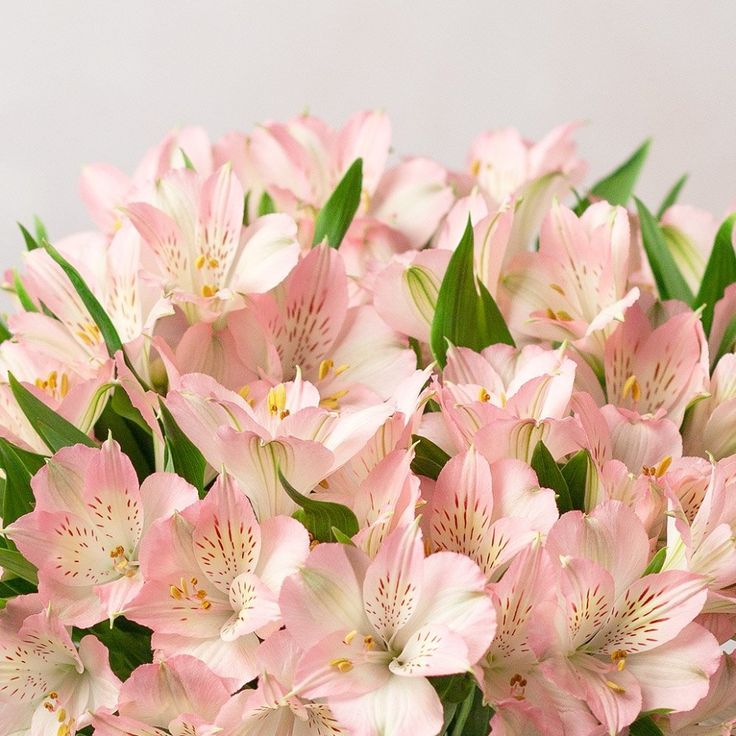 Alstroemeria