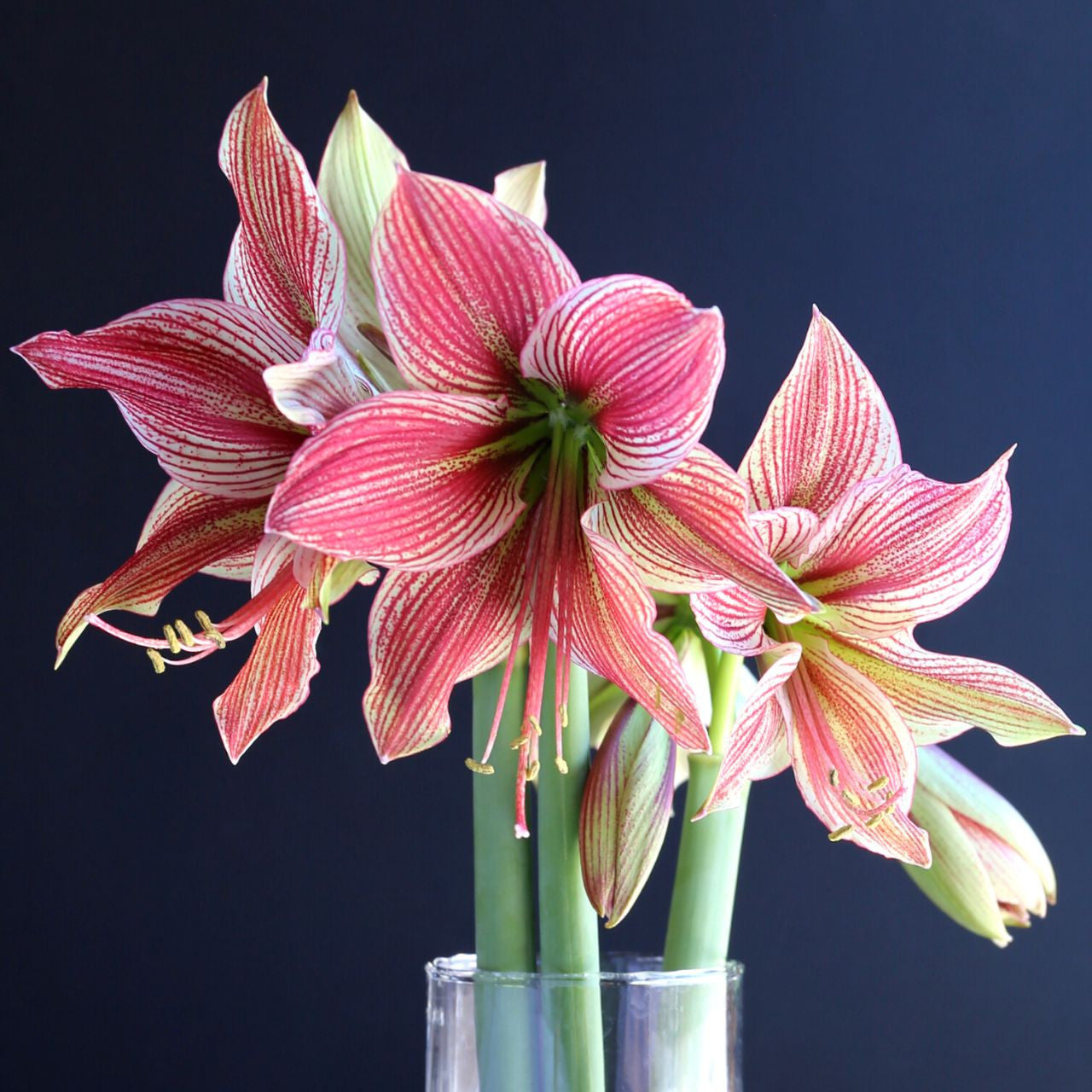 Amaryllis