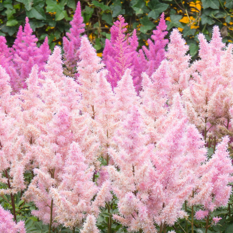 Astilbe