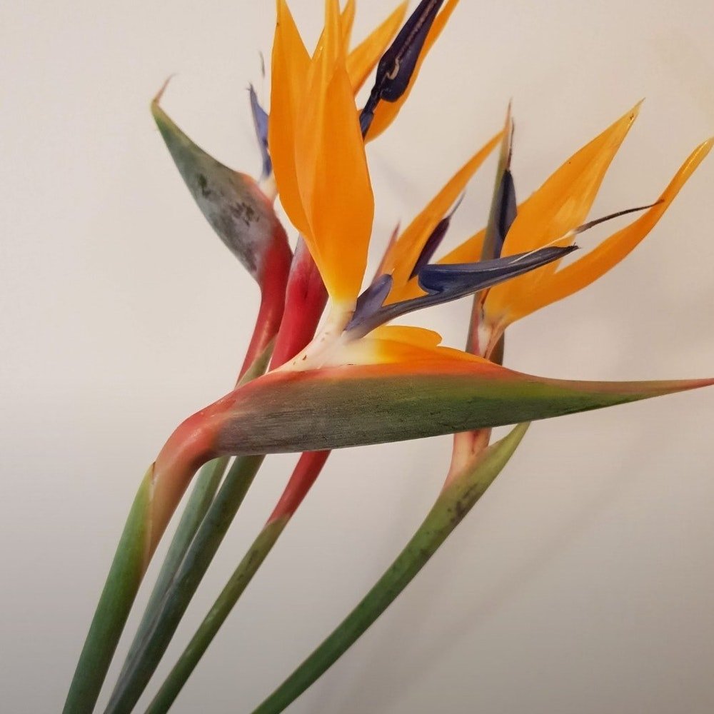 Birds of Paradise