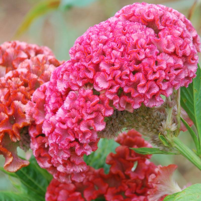 Celosia