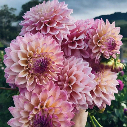 Dahlias