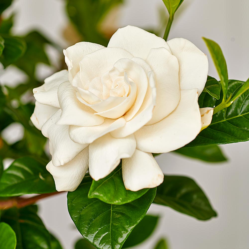 Gardenia