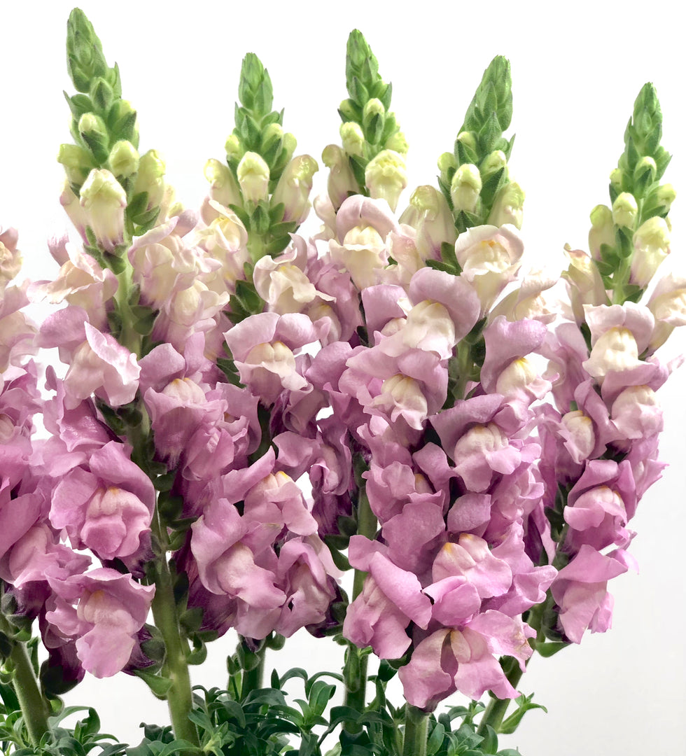 Snapdragons