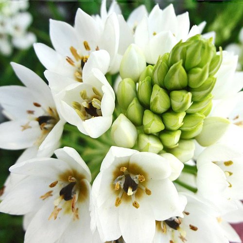 Ornithogalum