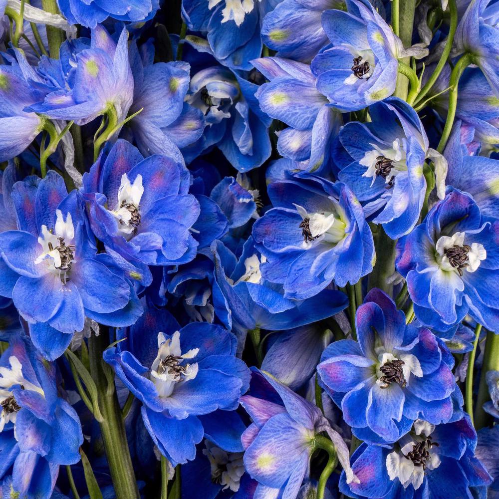 Delphinium