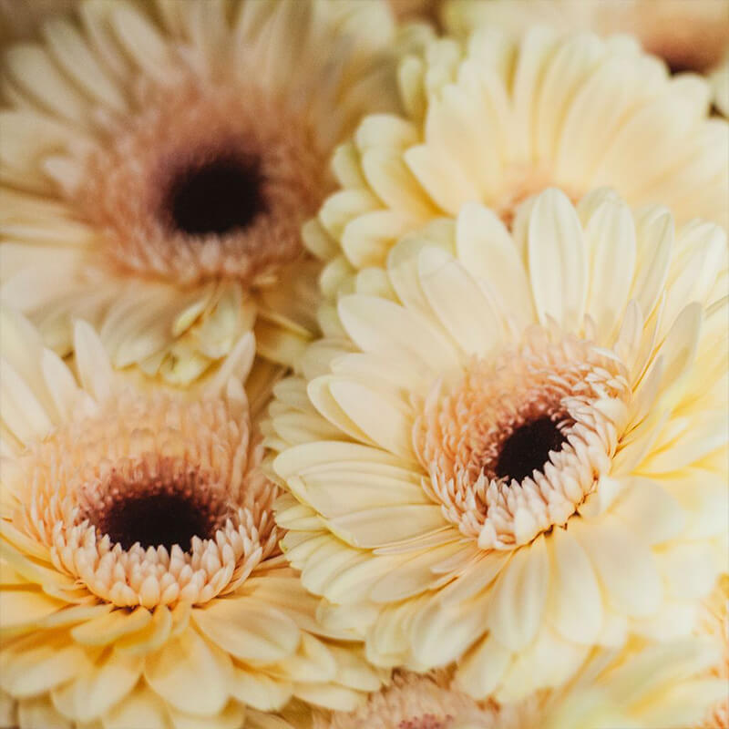 Gerbera