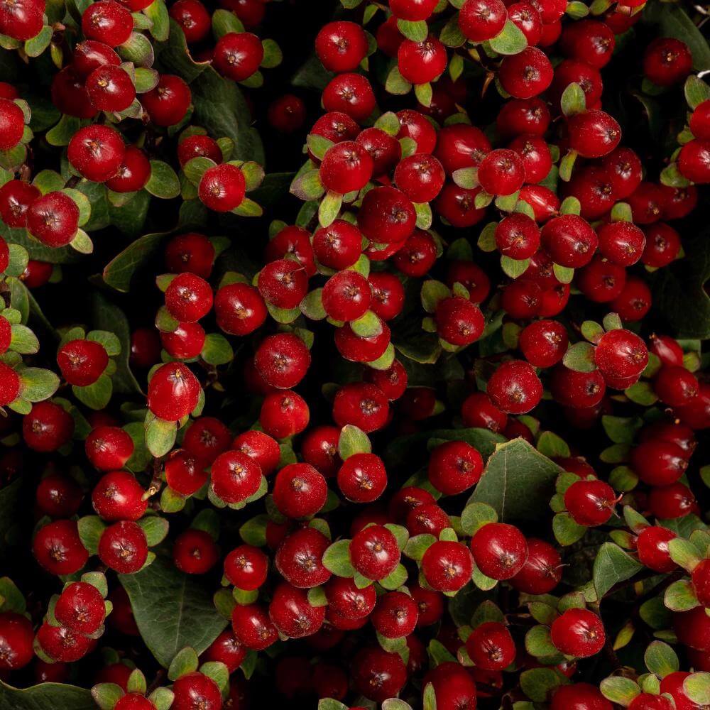 Hypericum Berries