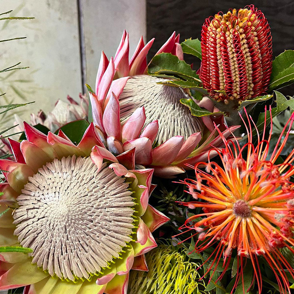 Protea