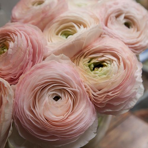 Ranunculus