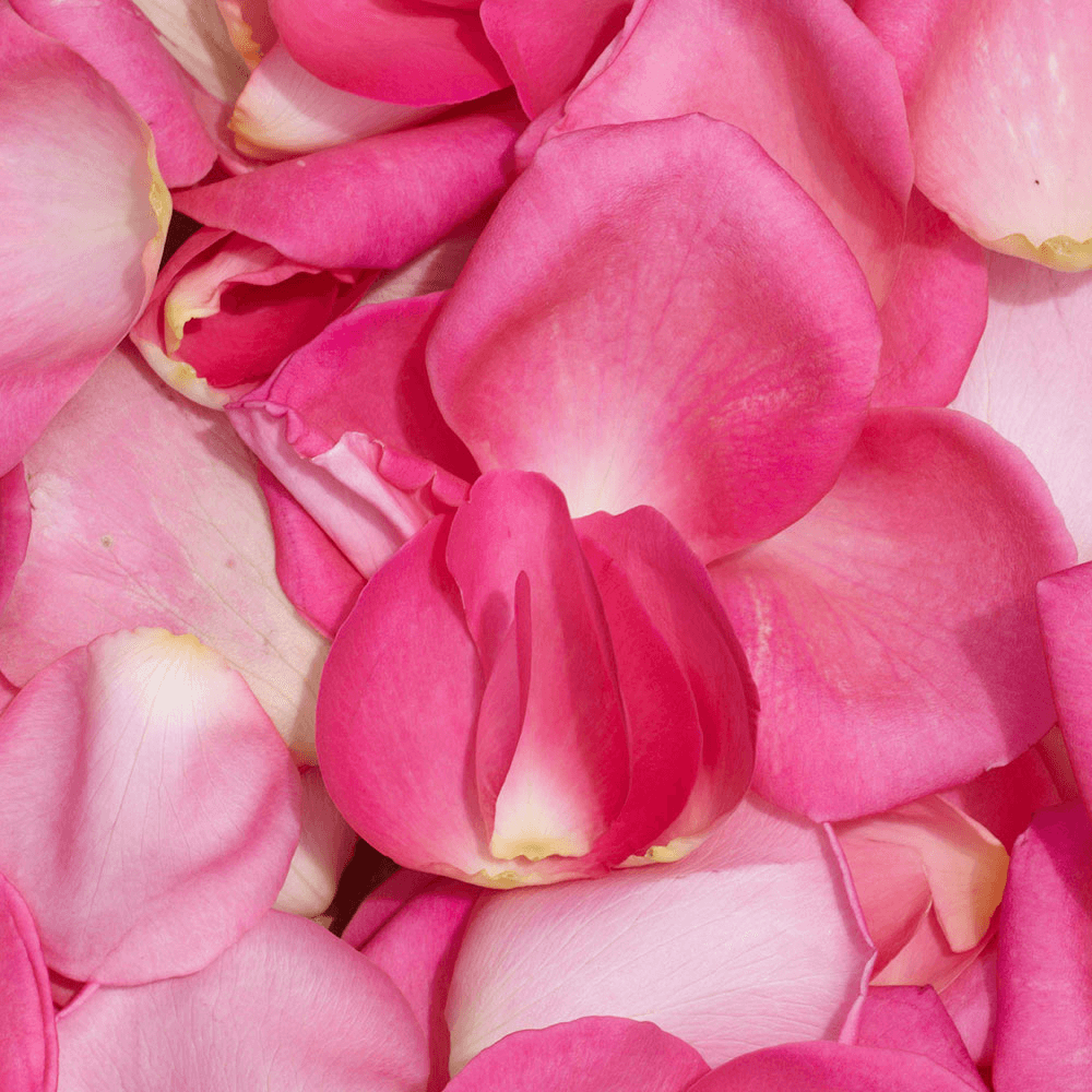 Rose Petals