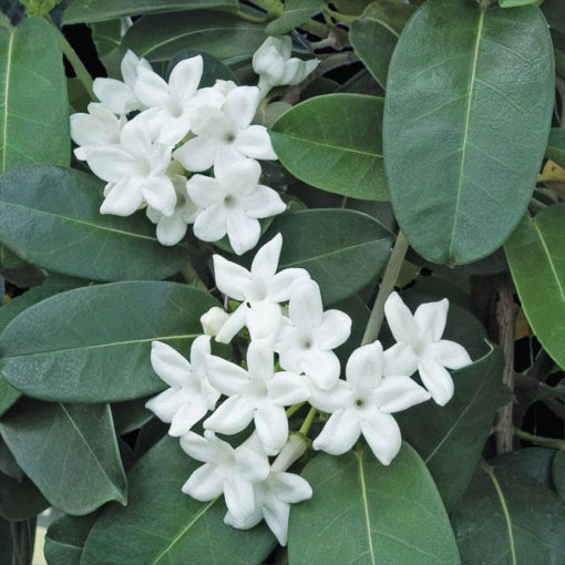 Stephanotis