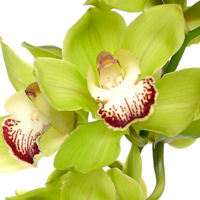 Bulk Orchid Cymbidium