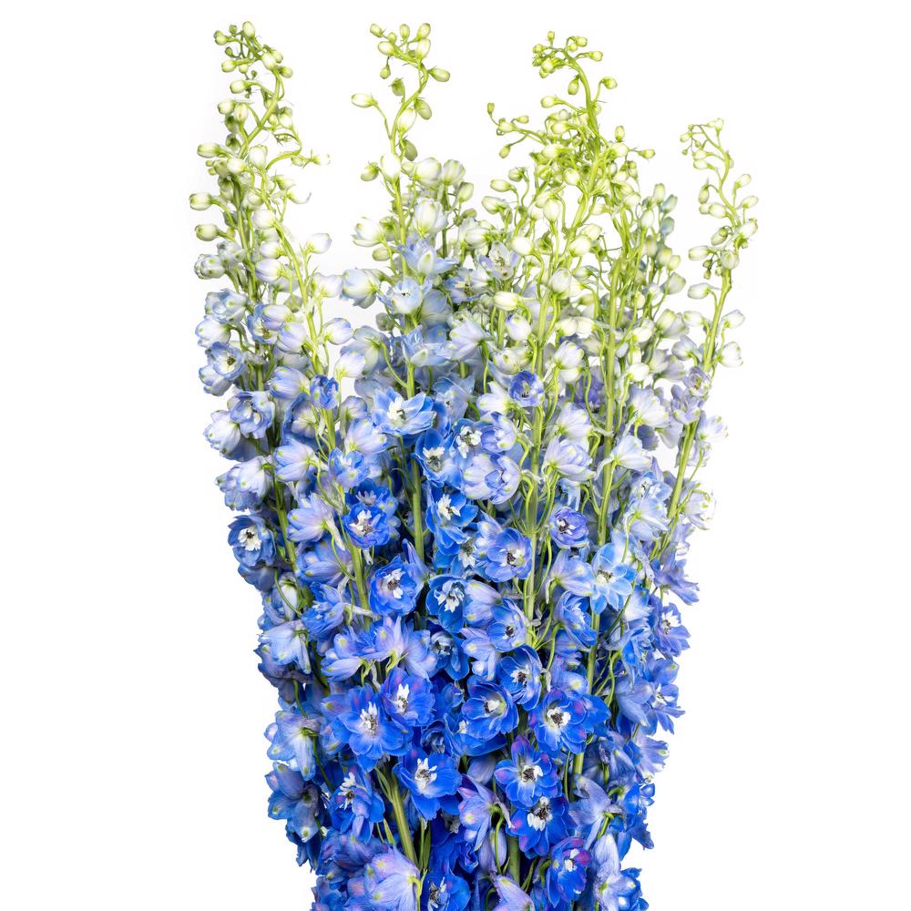 Delphinium Blue - Bulk and Wholesale