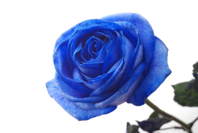 Rose Blue - Bulk and Wholesale