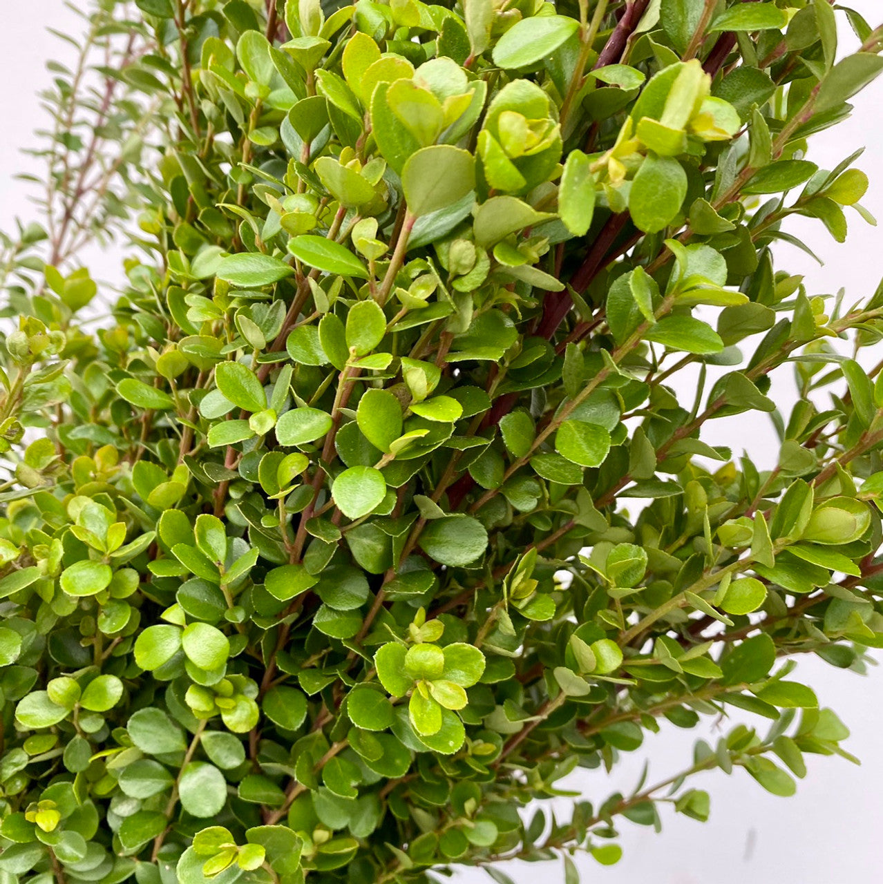 Boxwood