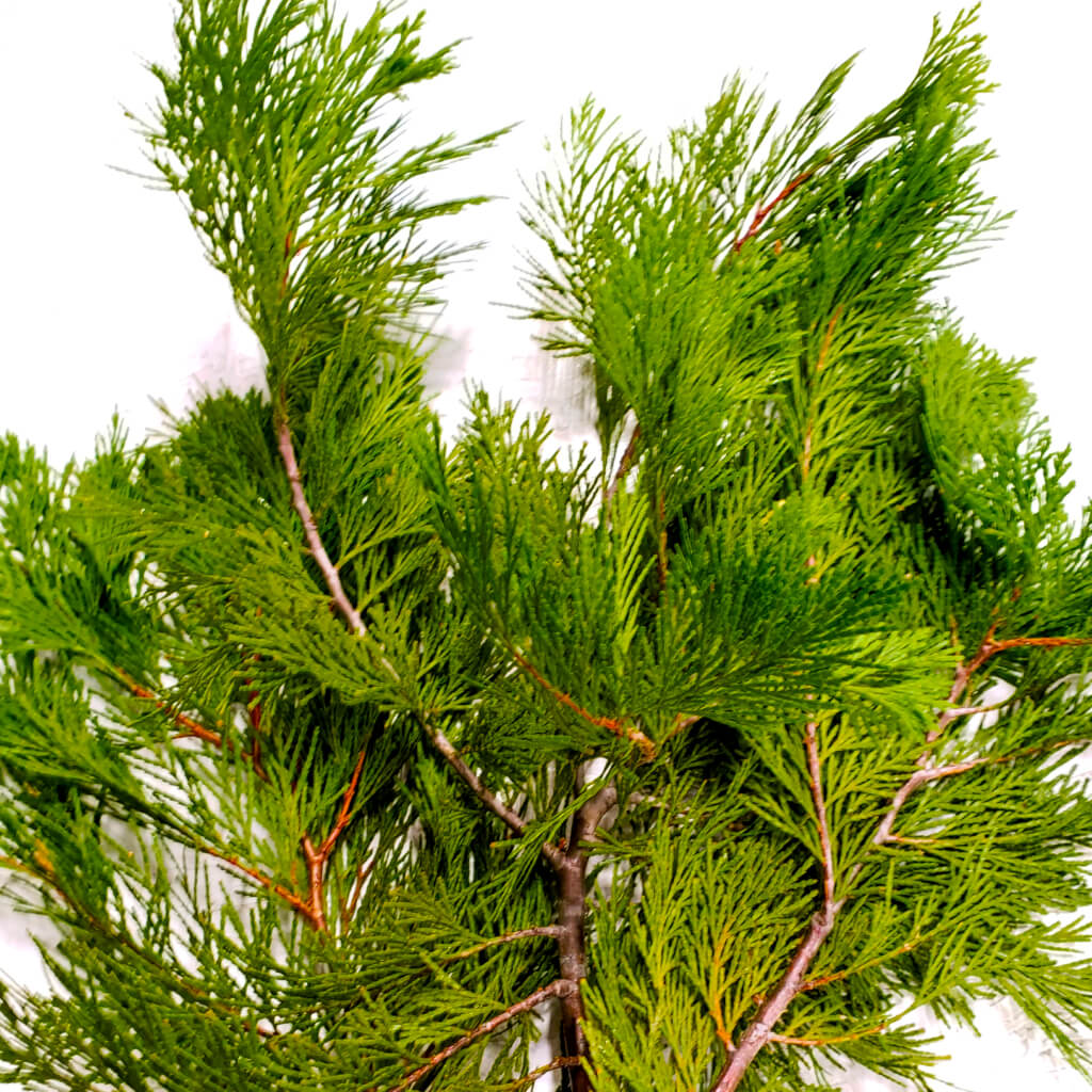 Cedar - Bulk and Wholesale