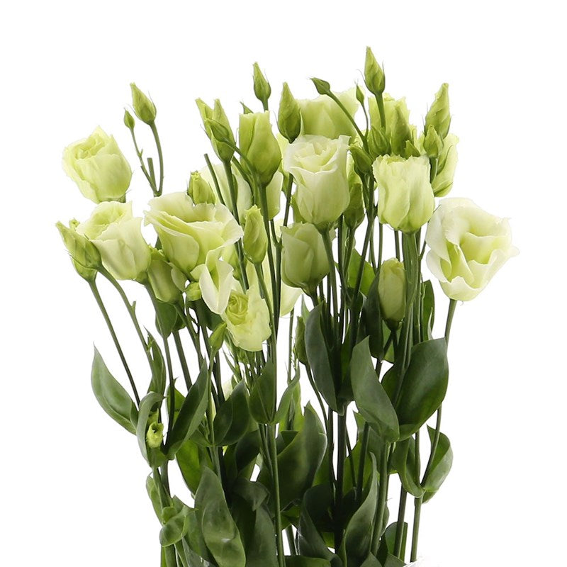 Lisianthus Green - Bulk and Wholesale