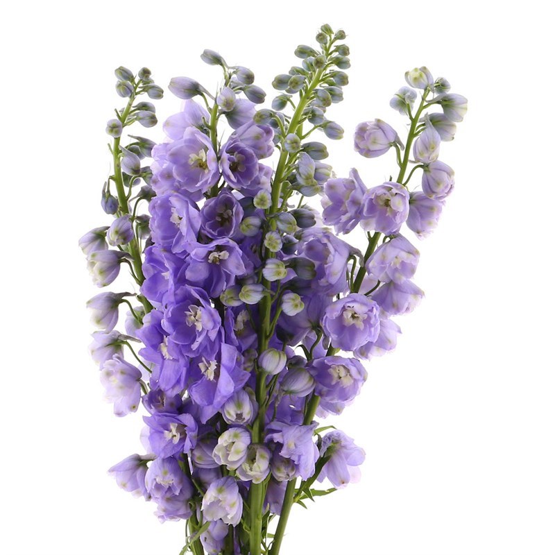 Delphinium Lavender - Bulk and Wholesale