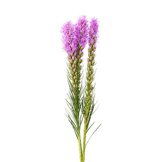 Liatris Purple - Bulk and Wholesale