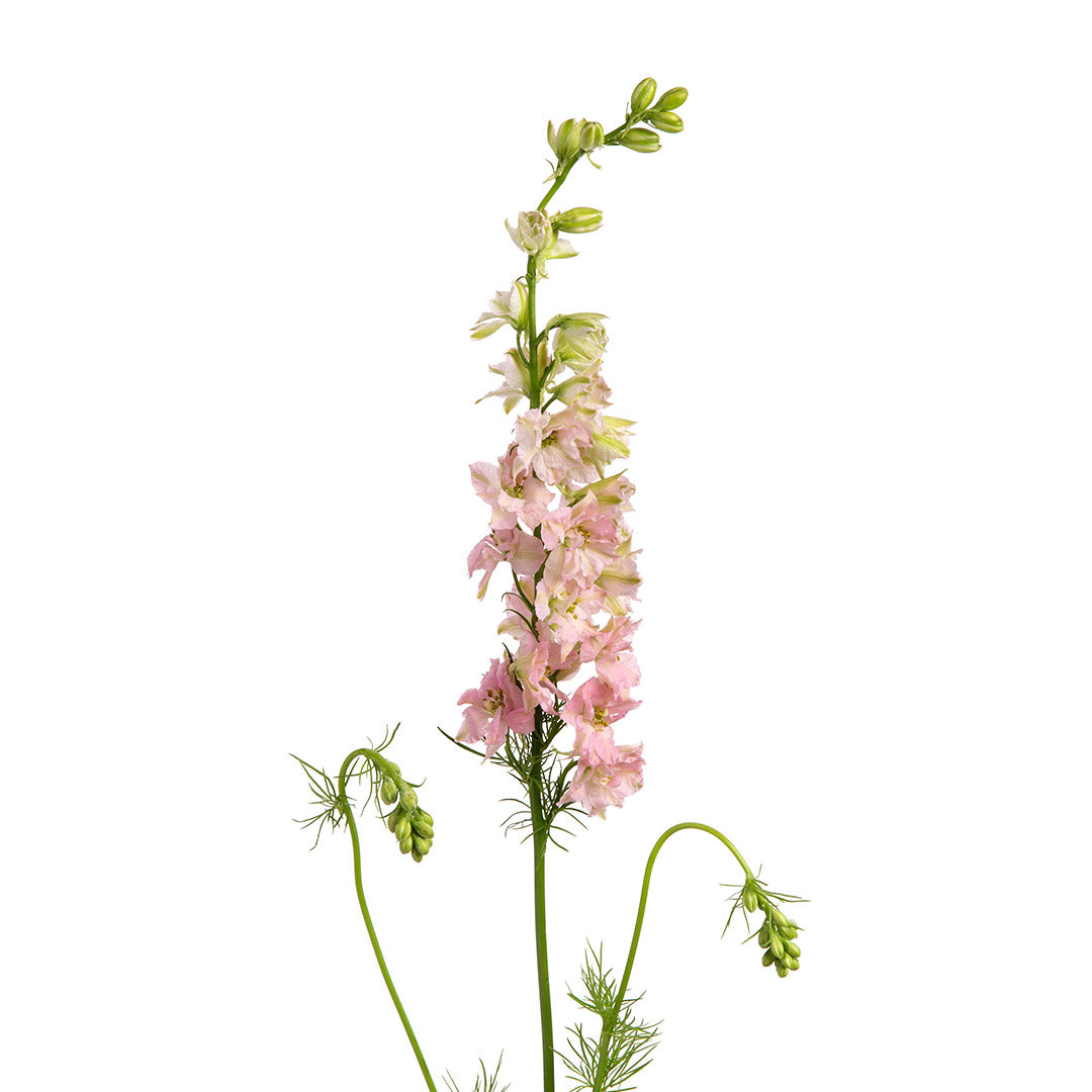 Larkspur Light Pink - Bulk and Wholesale