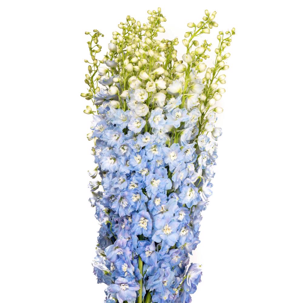 Delphinium Light Blue - Bulk and Wholesale