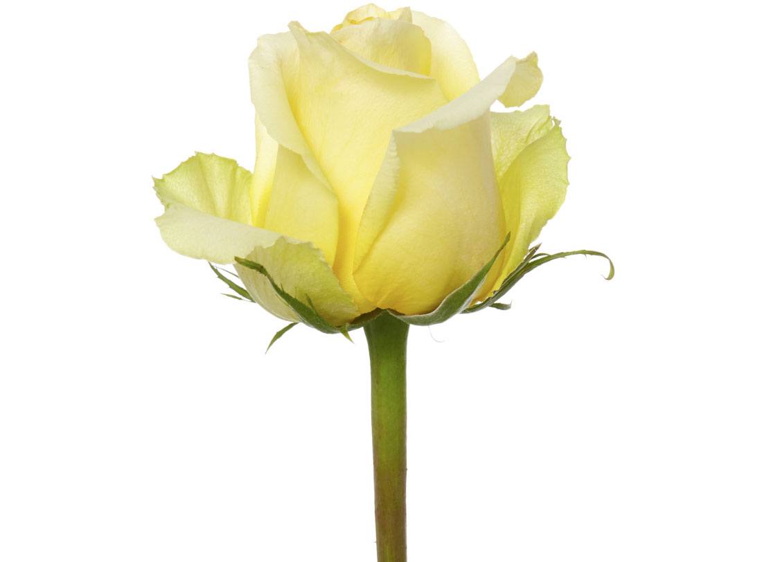 Rose Light Yellow - Bulk and Wholesale