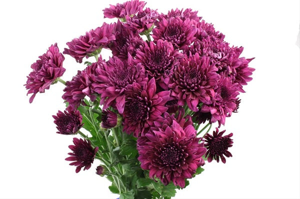 Chrysanthemum Flat Cushion Purple - Bulk and Wholesale
