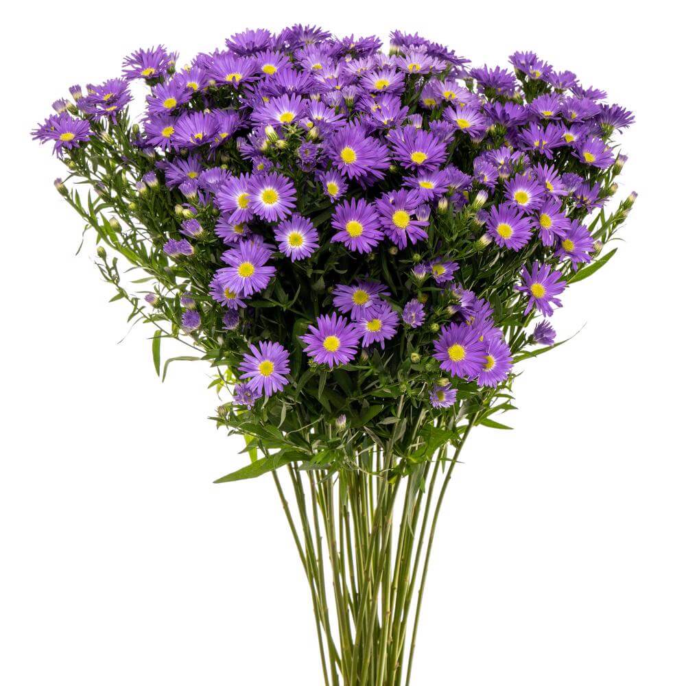 Asters Monte Casino Purple - Bulk and Wholesale