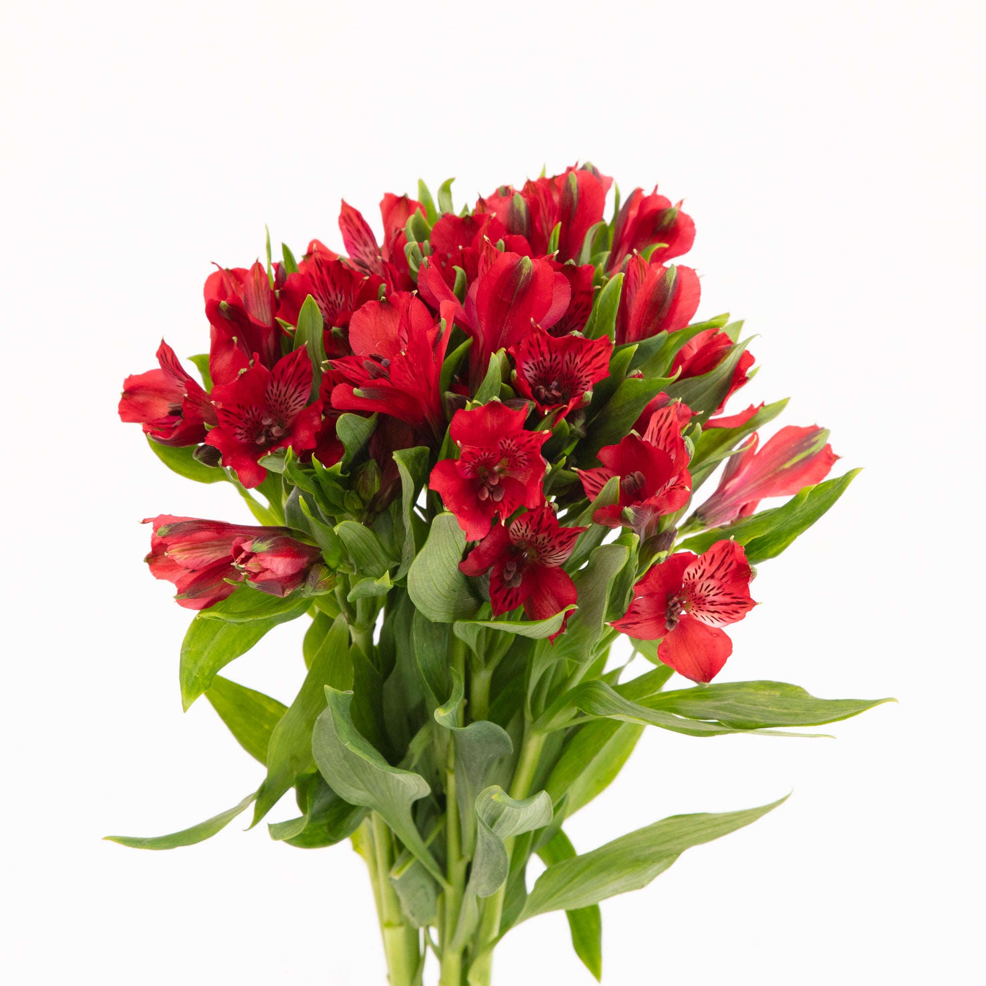 Alstroemeria Red - Bulk and Wholesale