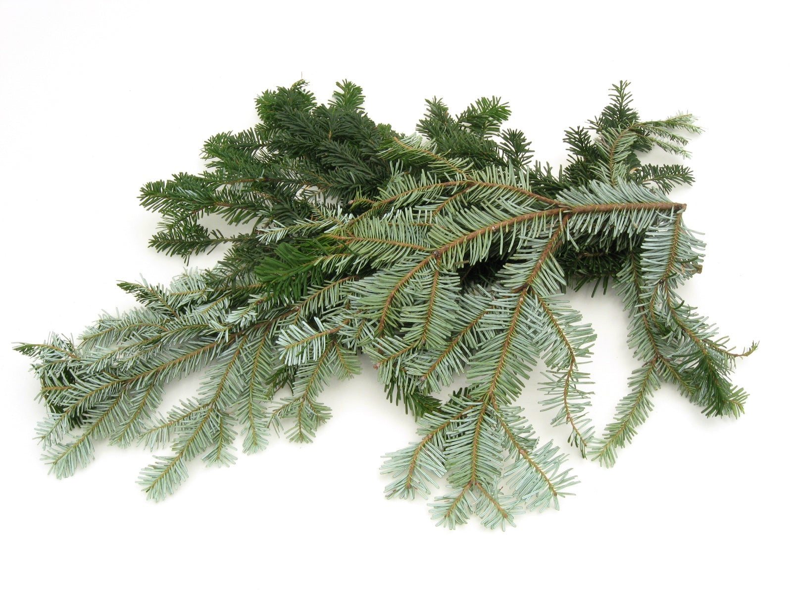 Silver Fir - Bulk and Wholesale