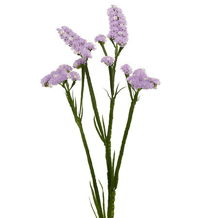 Statice Lavender - Bulk and Wholesale