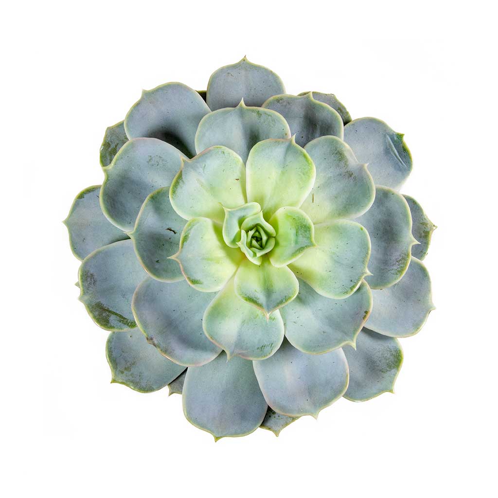 Succulent Medium