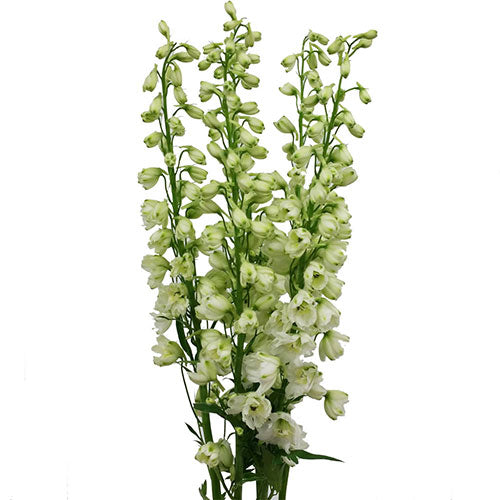 Delphinium White - Bulk and Wholesale