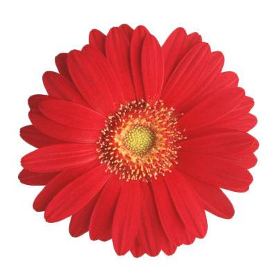 Gerbera Red - Bulk and Wholesale