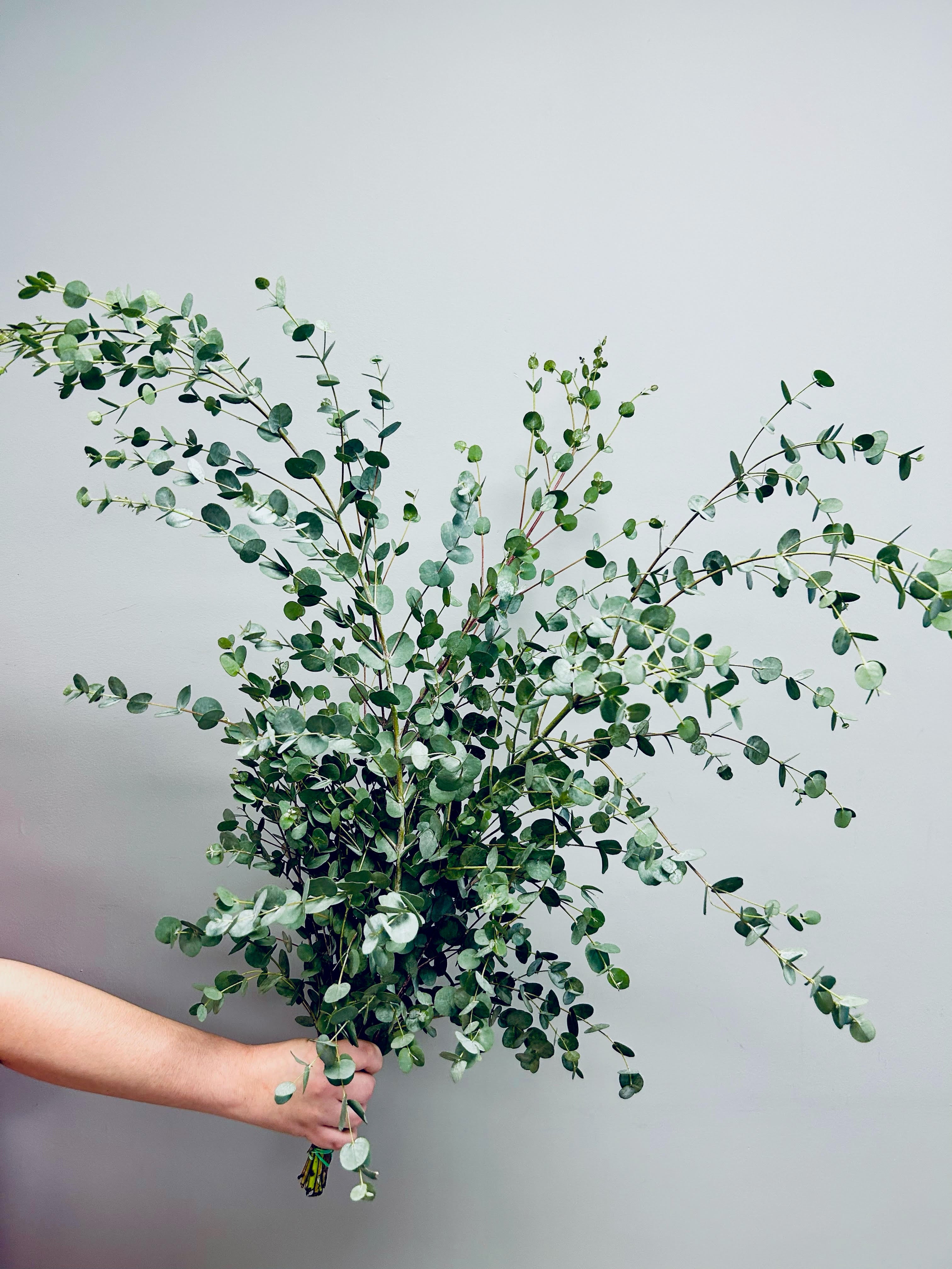 Eucalyptus Gunni - Bulk and Wholesale