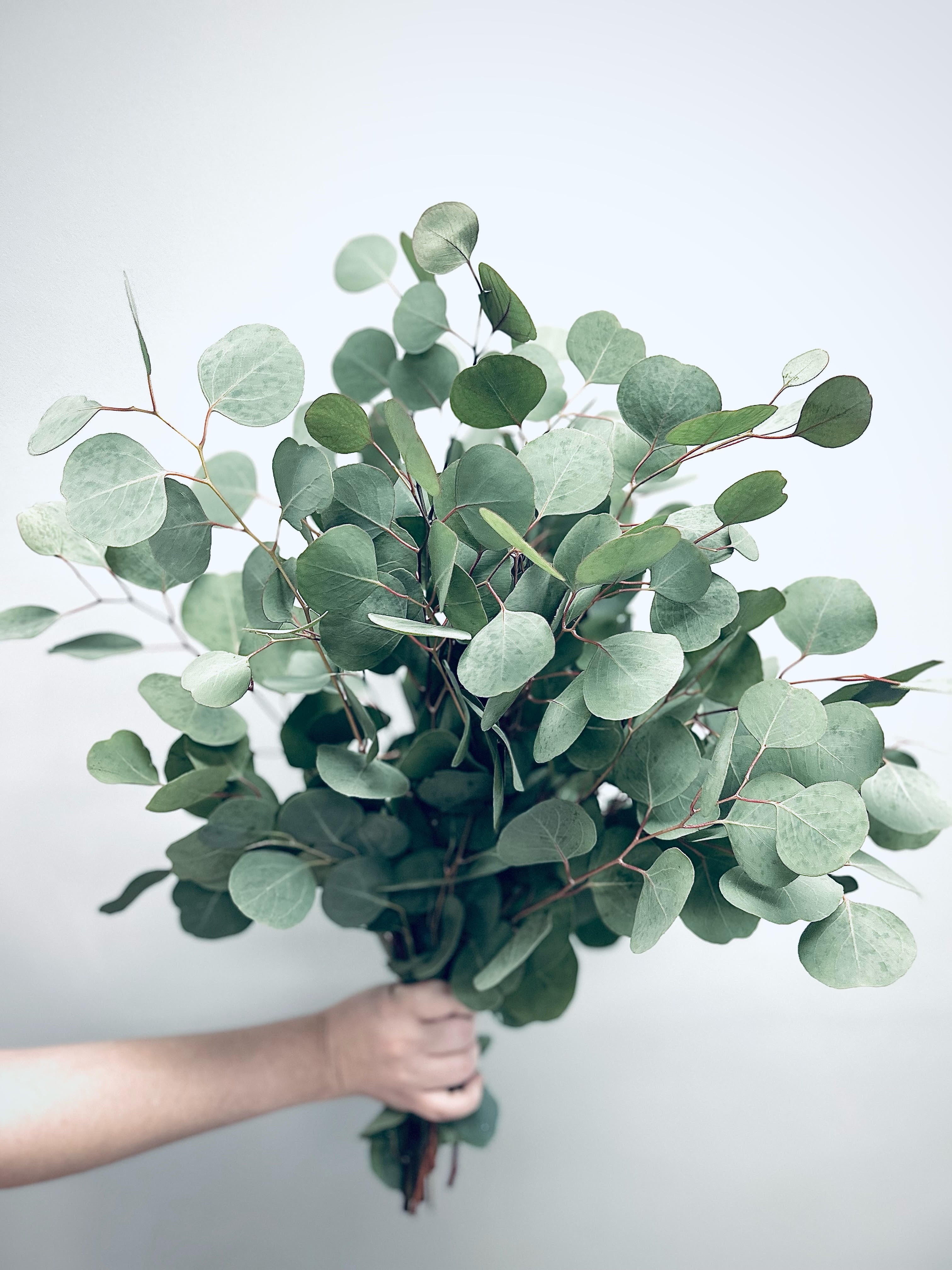 Eucalyptus silver dollar - Bulk and Wholesale