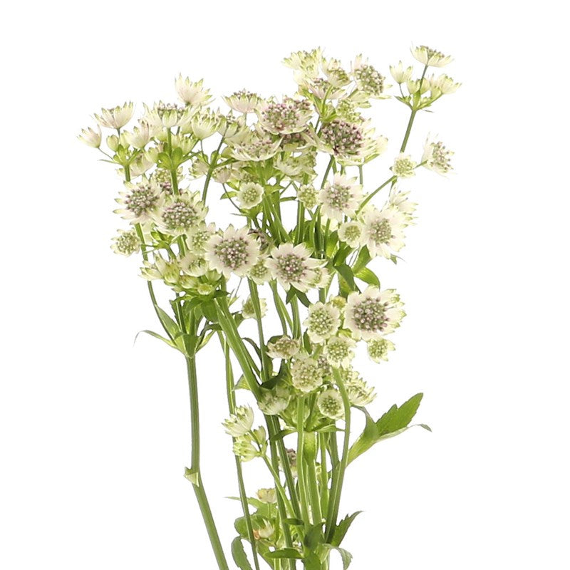 Astrantia White