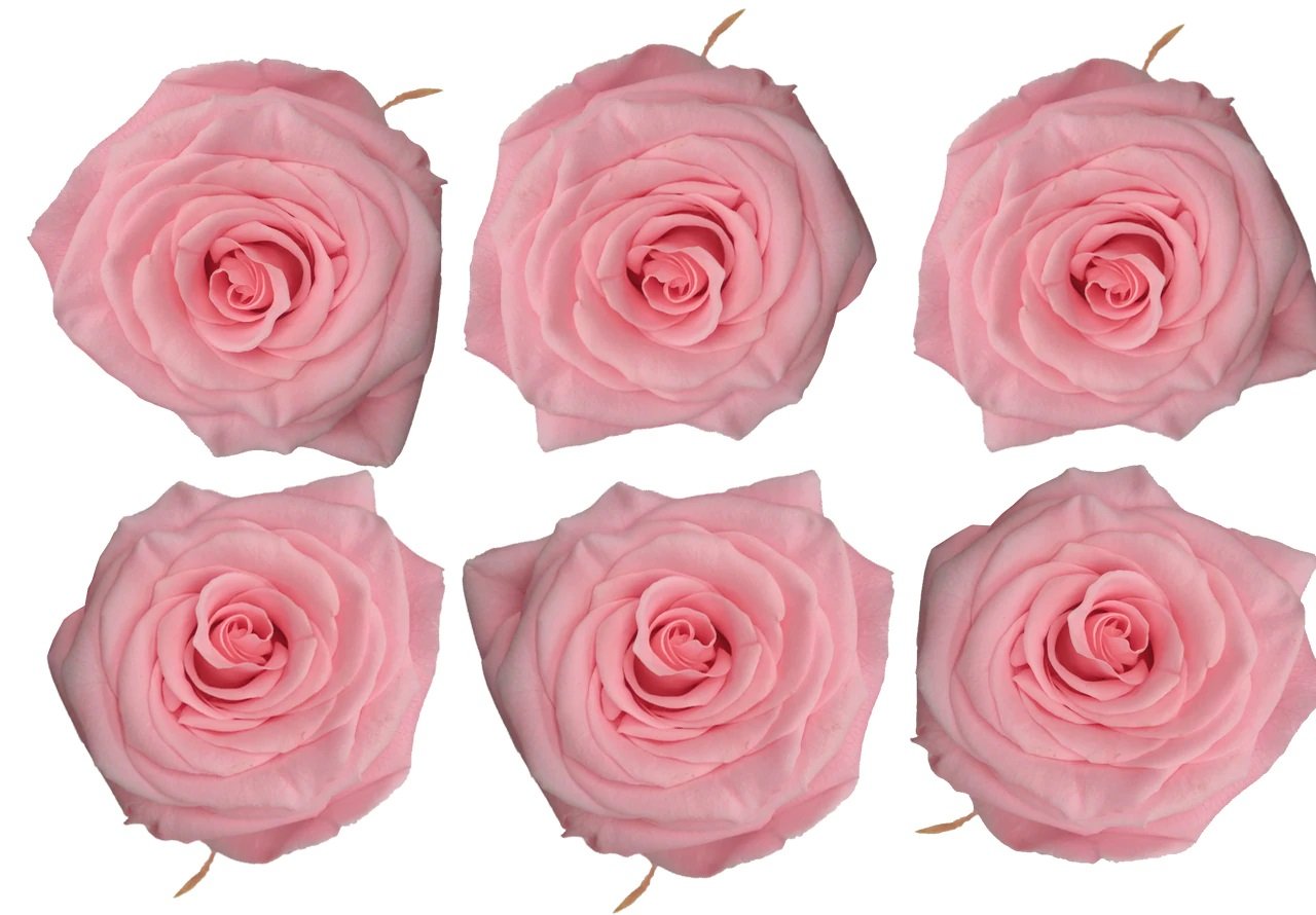 Light Pink Eternal Roses