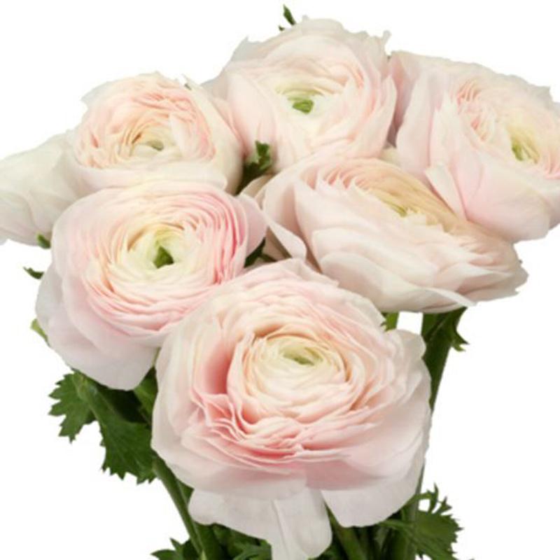 Ranunculus Blush Pink - Bulk and Wholesale