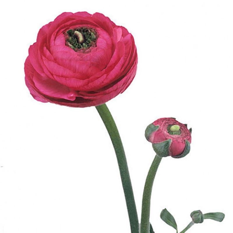 Ranunculus Hot Pink - Bulk and Wholesale