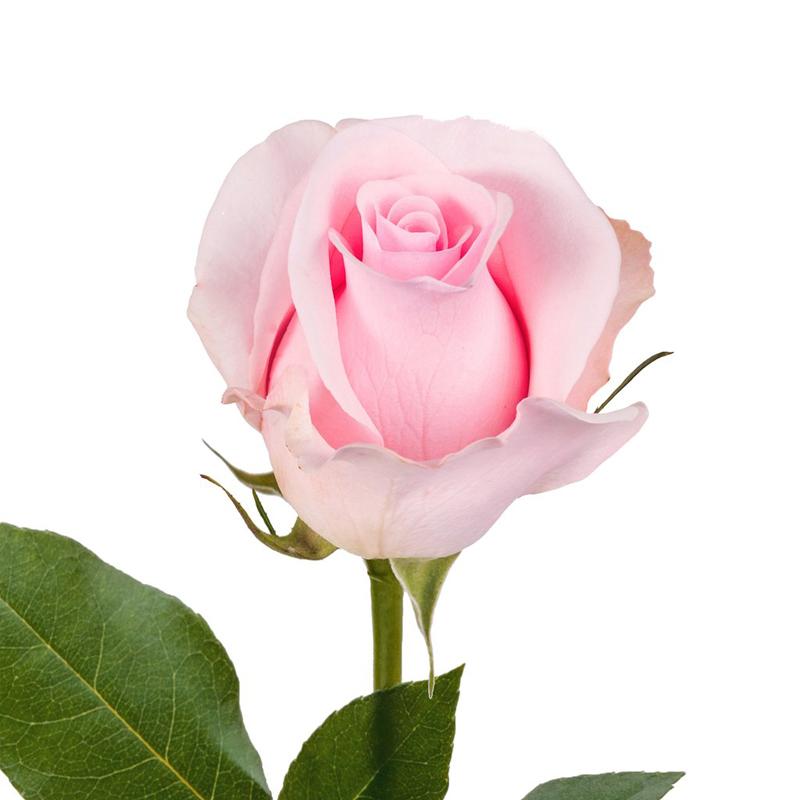 Rose Light Pink - Bulk and Wholesale