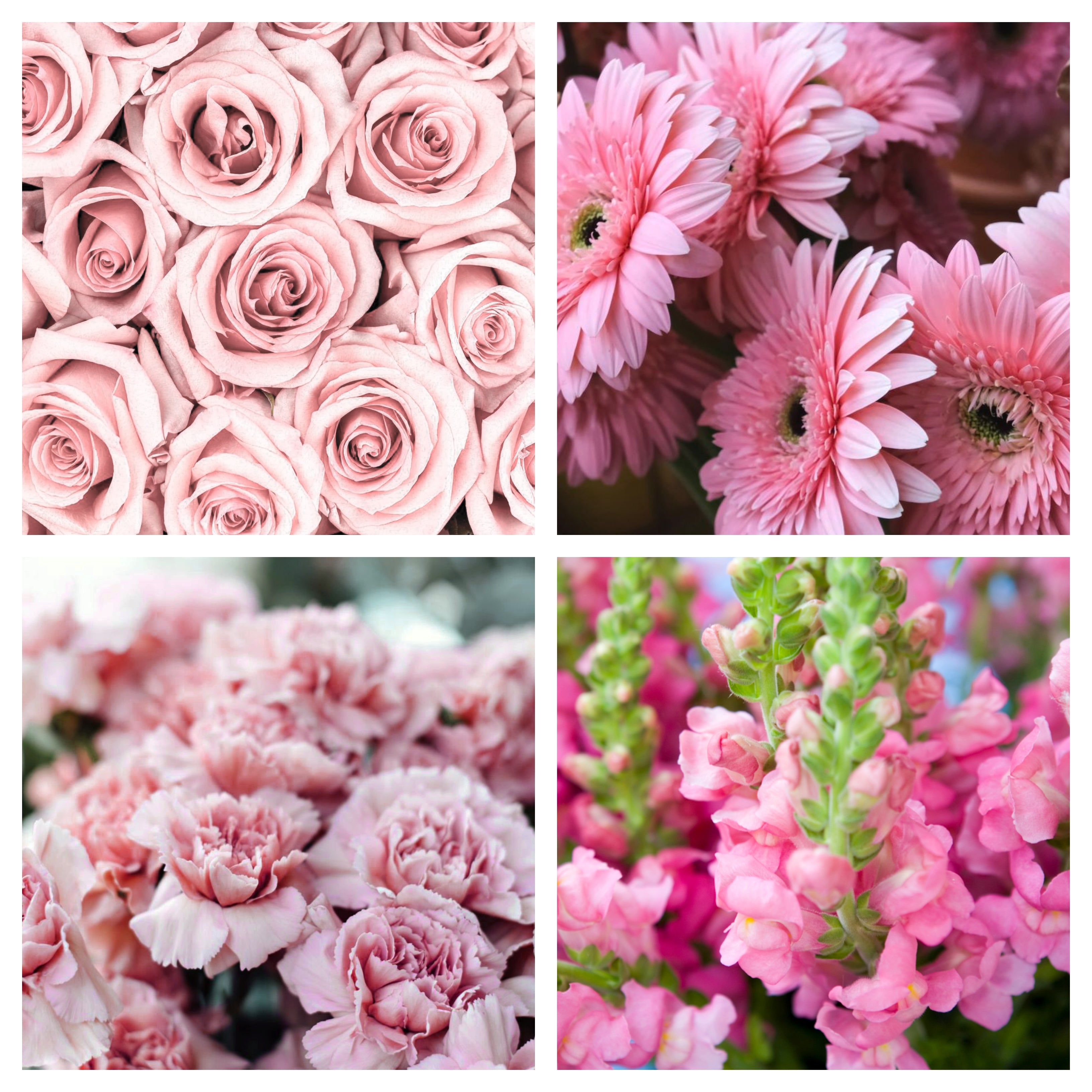 Shades of Light Pink Bulk Bundle