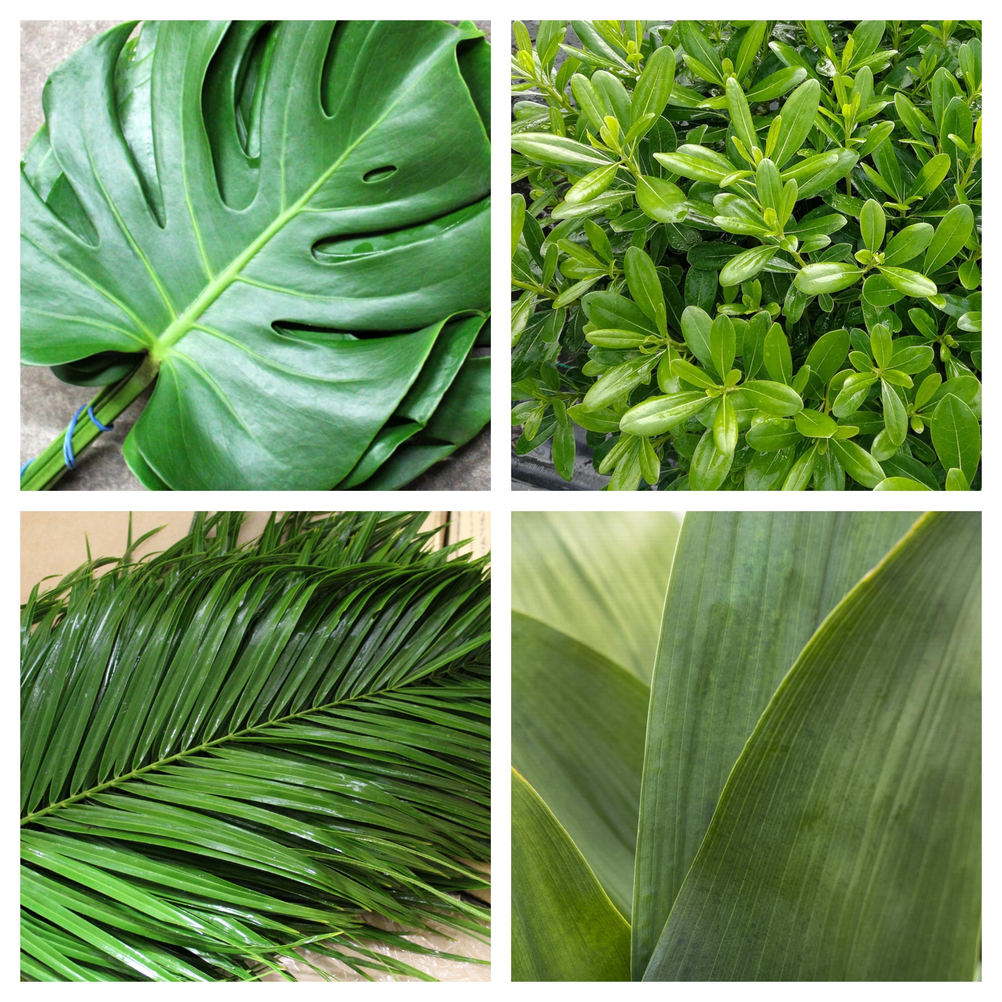 Tropical Greenery Bulk Bundle