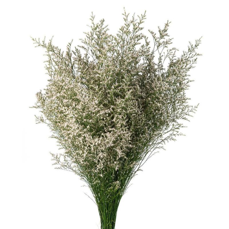 Limonium White - Bulk and Wholesale