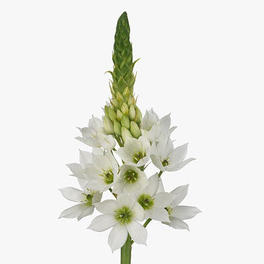 White Ornithogalum