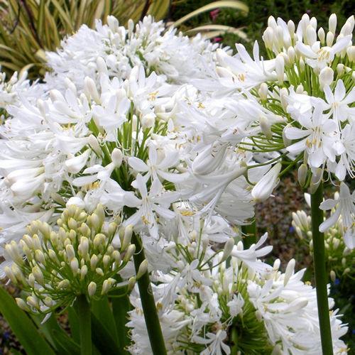 Agapanthus White - Bulk and Wholesale