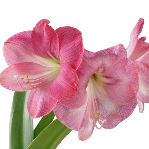 Amaryllis Pink - Bulk and Wholesale